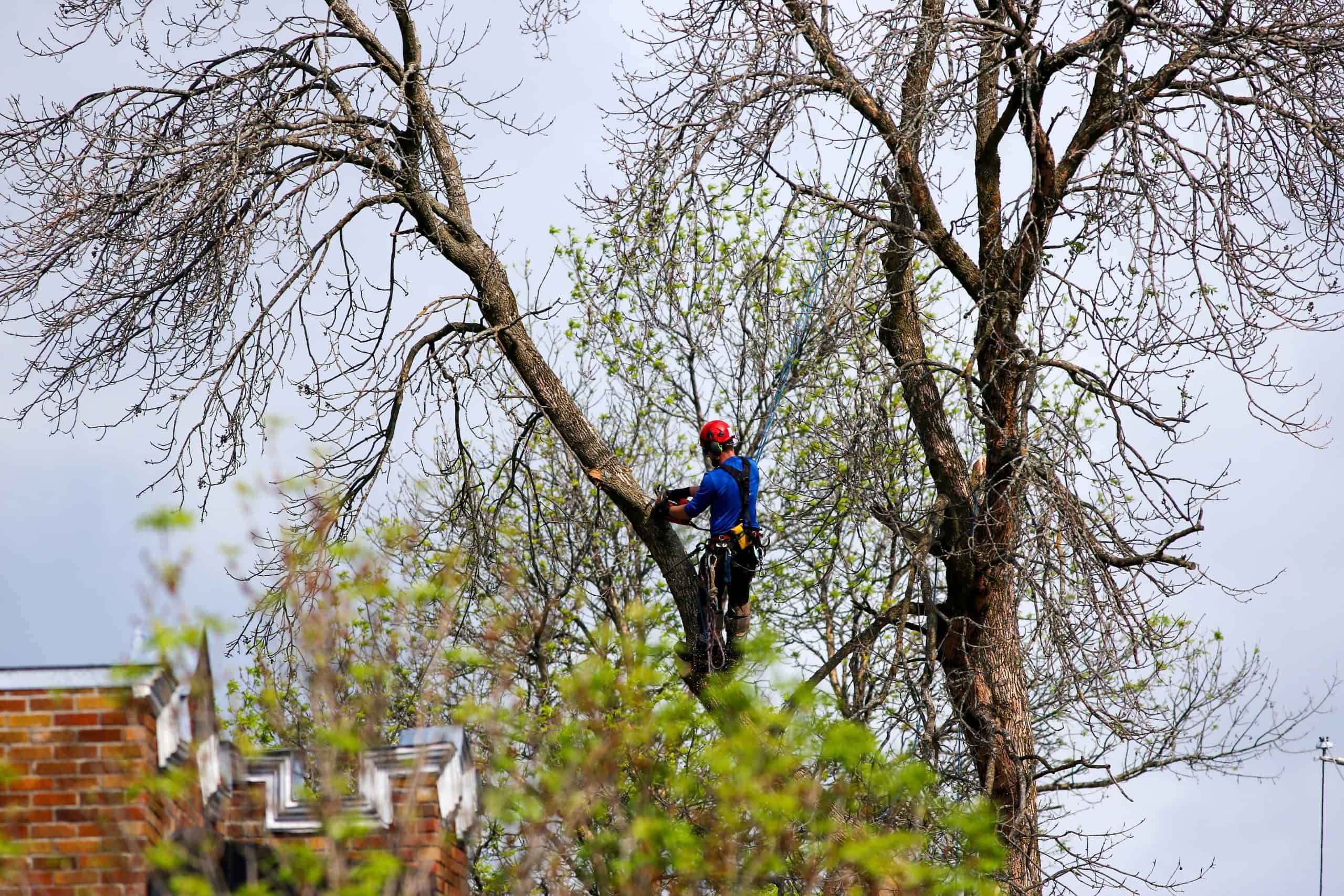 A worker in safety gear trims tall branches on a cloudy day, showing Tree Services Kansas City.