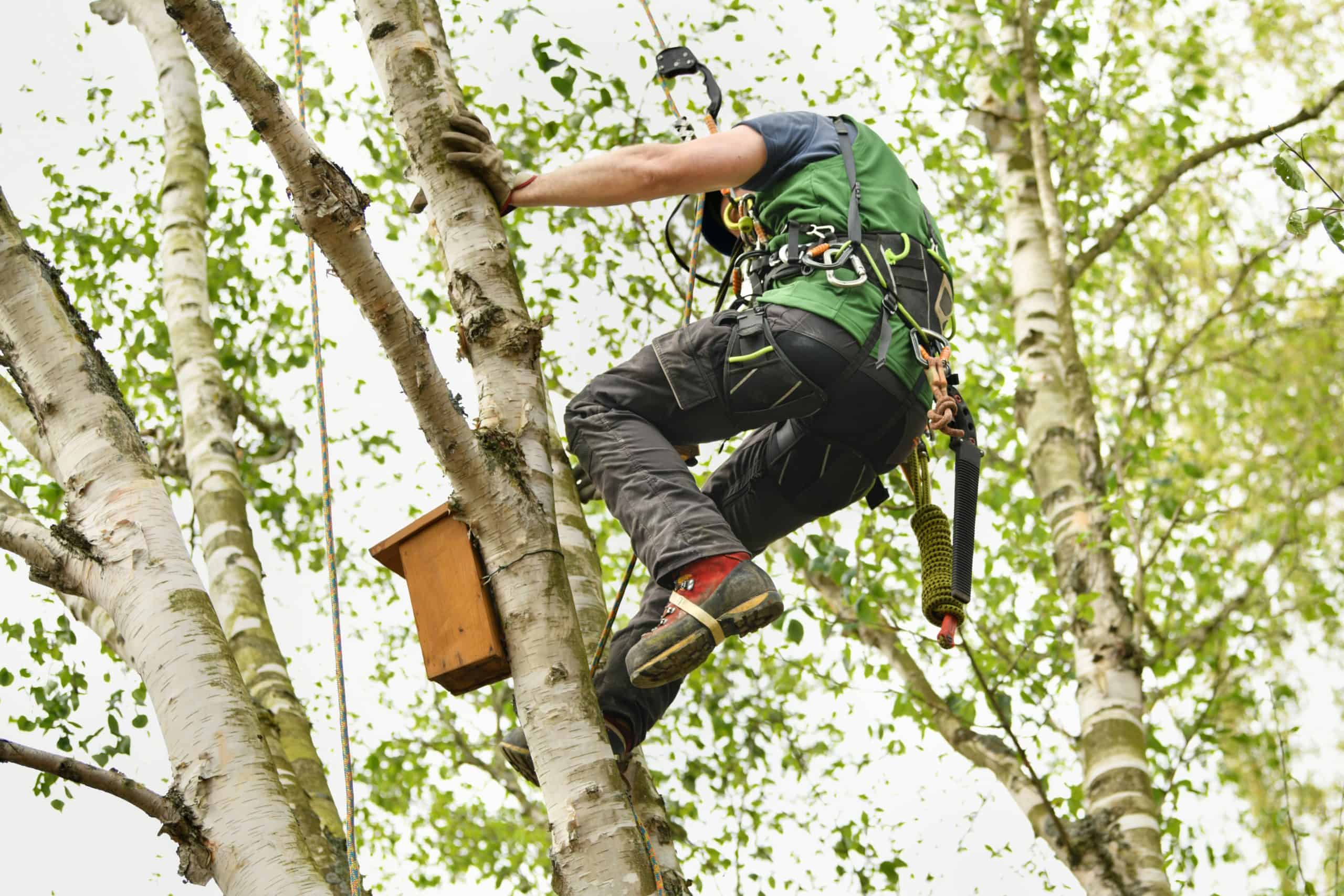 Arborist in safety gear climbs a birch tree, providing tree removal Kansas City Metropolitan Area service.
