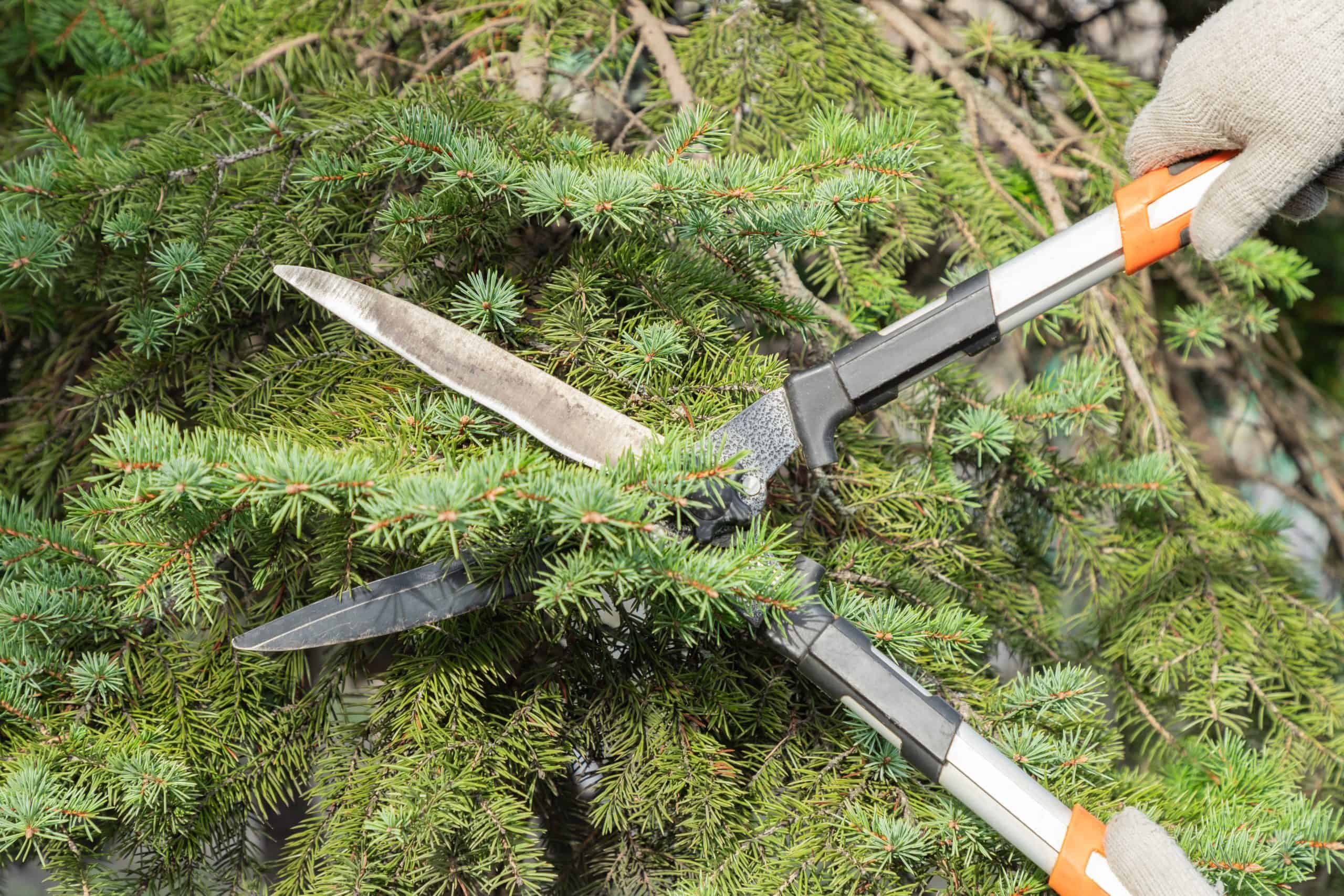 Gloved hands use garden shears to trim pine branches during tree removal in Kansas City Metropolitan Area.