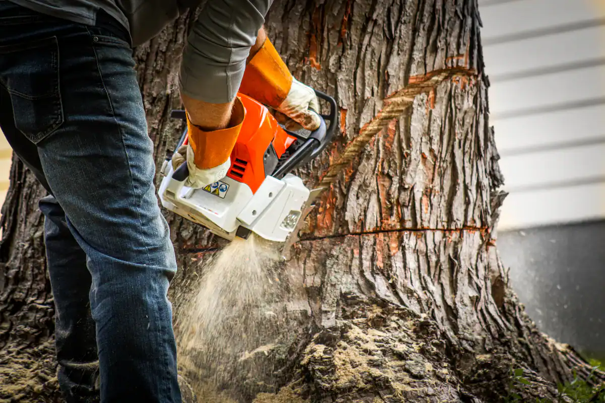A person uses a chainsaw for tree removal in the Kansas City Metropolitan Area, sawdust flying.