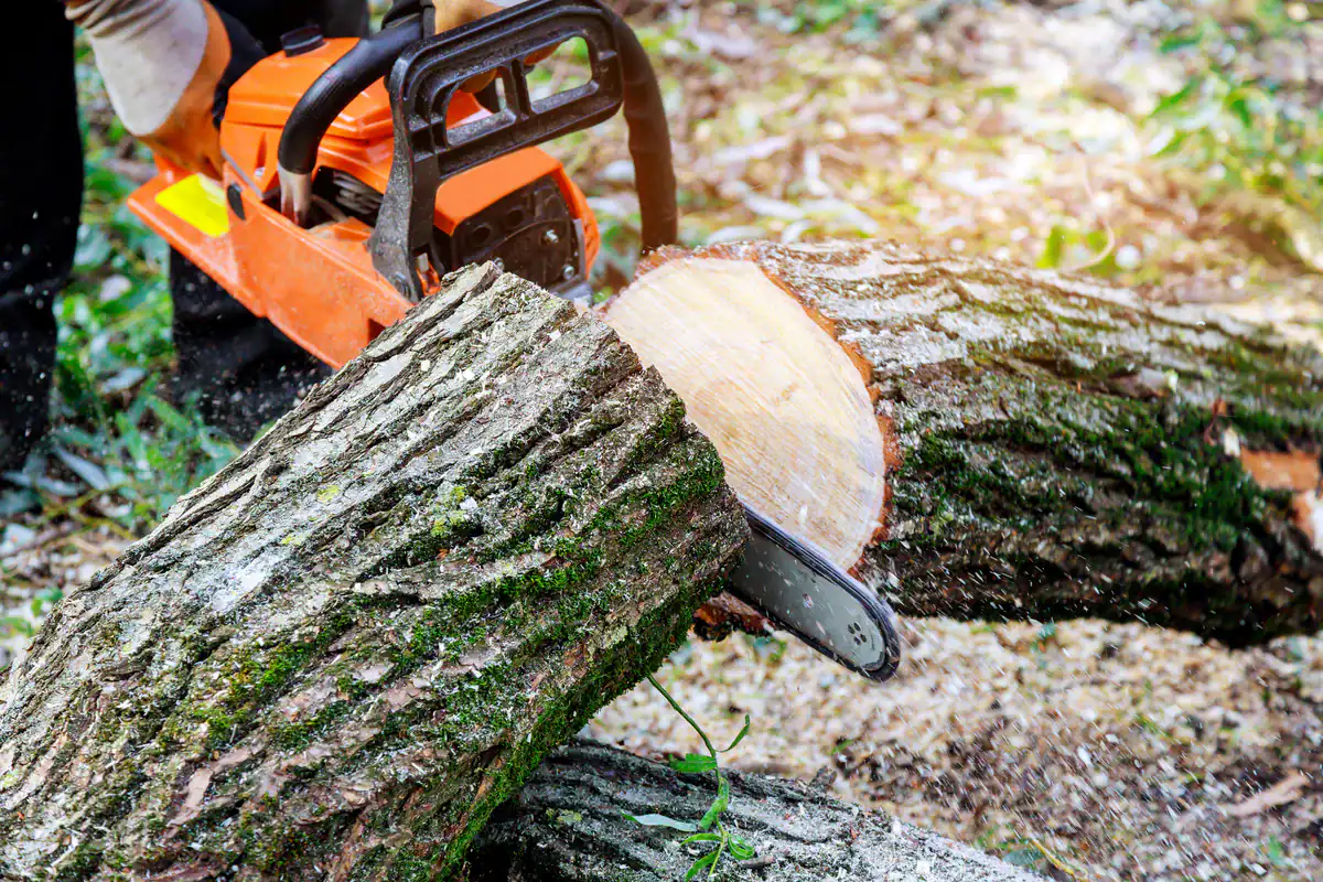 A person uses an orange chainsaw for tree removal in the Kansas City Metropolitan Area, with wood chips on grass.