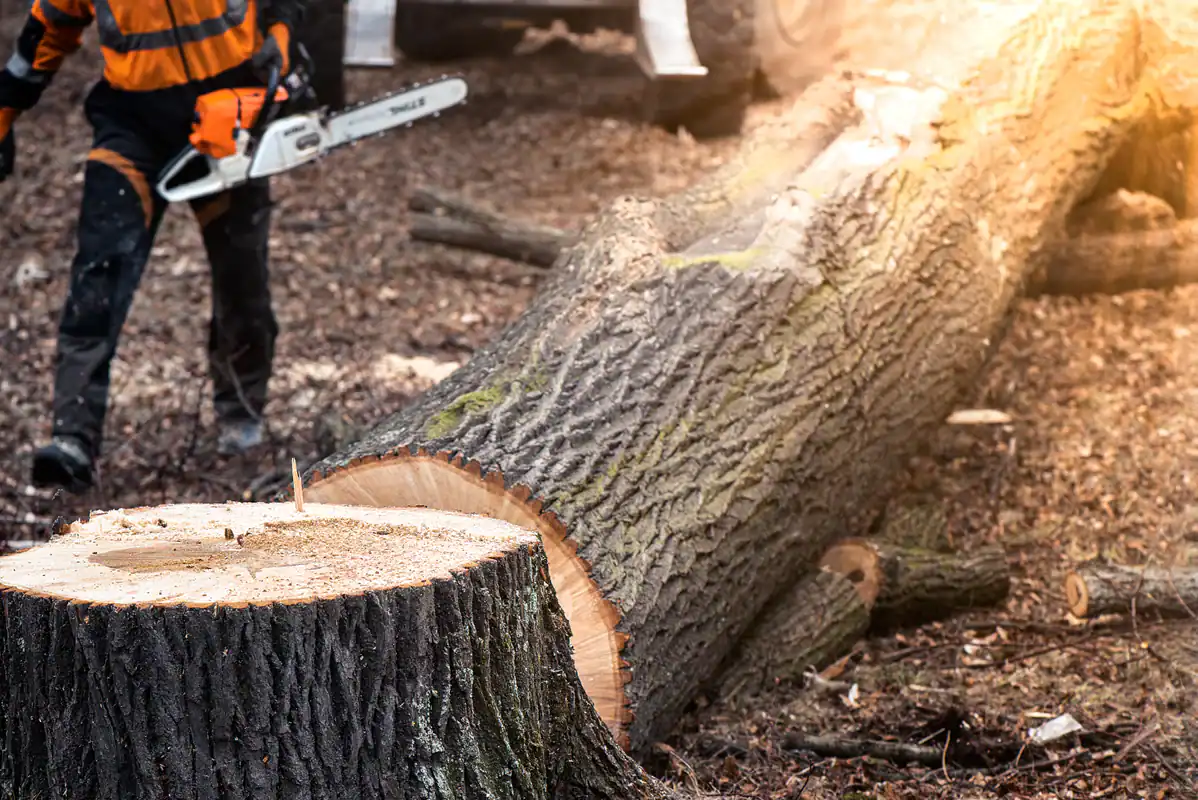 A person operates a chainsaw to cut a large trunk, preparing for stump grinding in Kansas City, MO.
