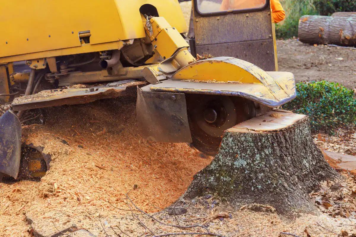 A yellow stump grinder grinds a tree stump during professional tree removal in Kansas City, MO.