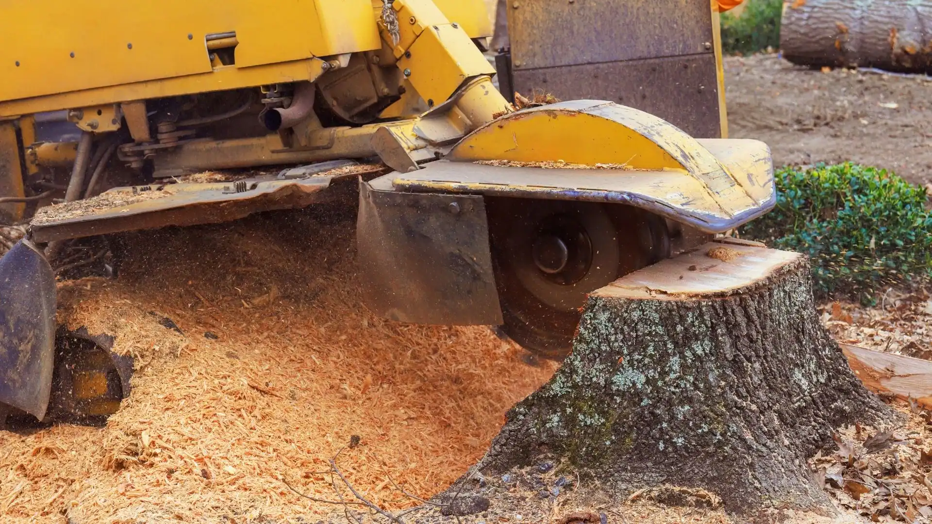 A yellow stump grinder removes a tree stump during Tree Services Kansas City Metropolitan Area work.