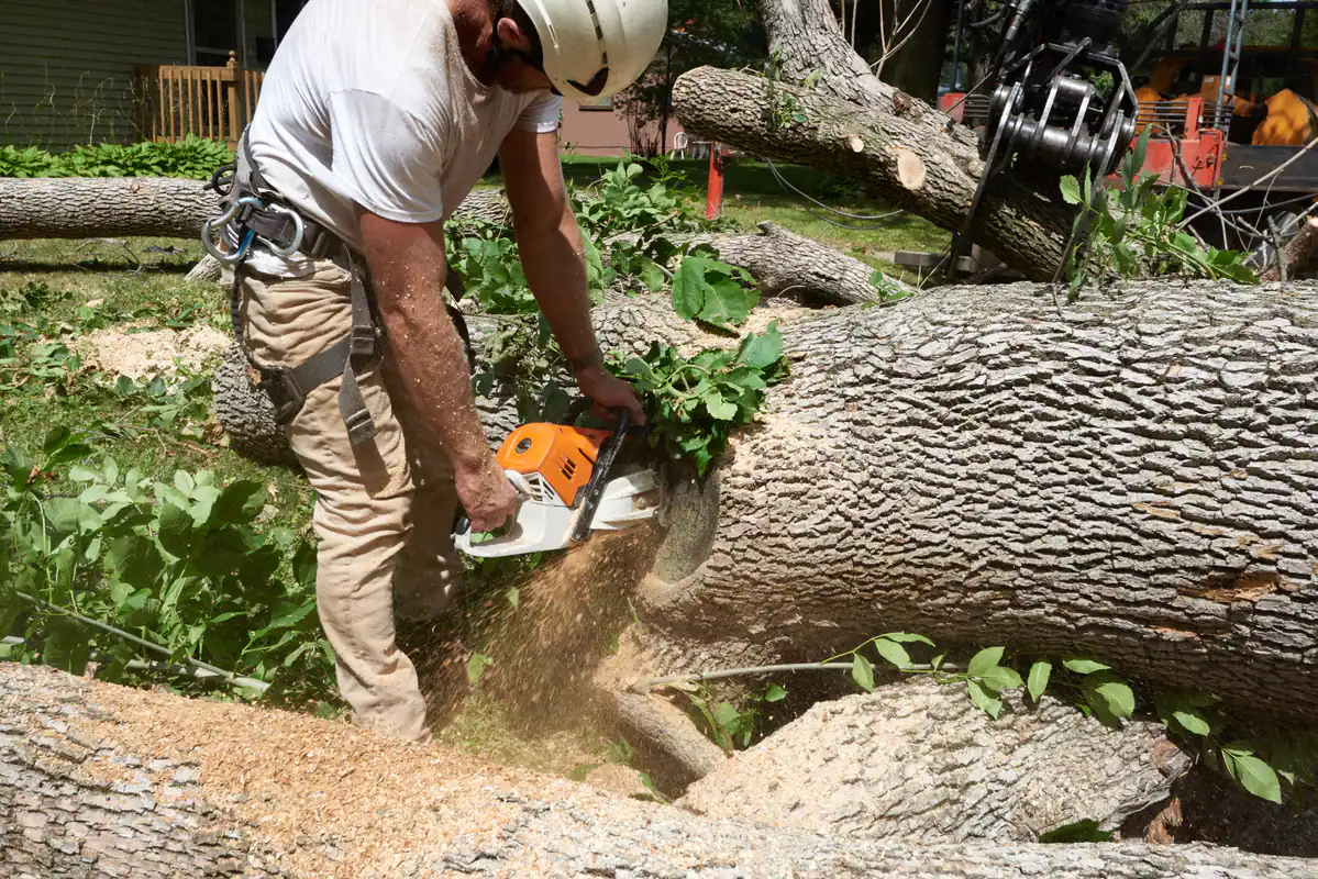 A worker in safety gear uses a chainsaw to remove a tree in the Kansas City Metropolitan Area, sawdust flying.