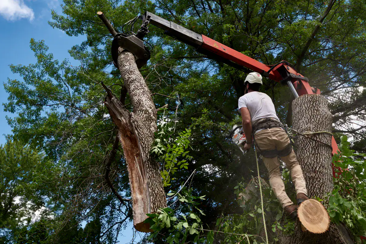 A worker uses a chainsaw to cut down a tree for removal in the Kansas City Metropolitan Area.