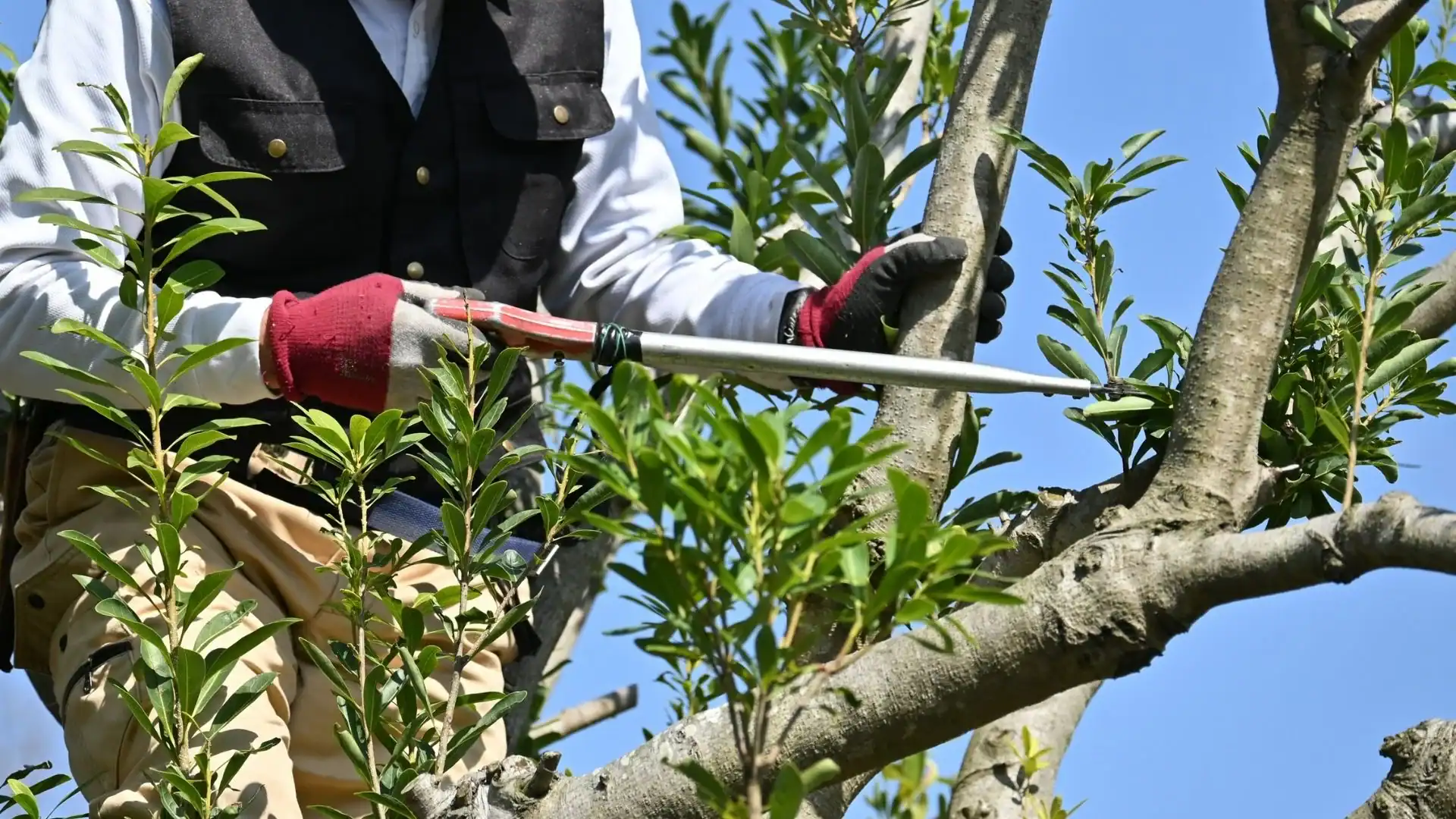 A person in gloves expertly prunes a tree with a saw, highlighting Kansas City Metropolitan Area skills.