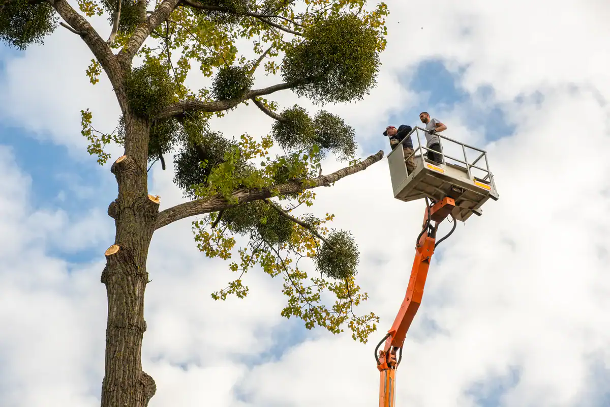 Workers in a cherry picker trim tree branches during tree removal in the Kansas City Metropolitan Area, MO.