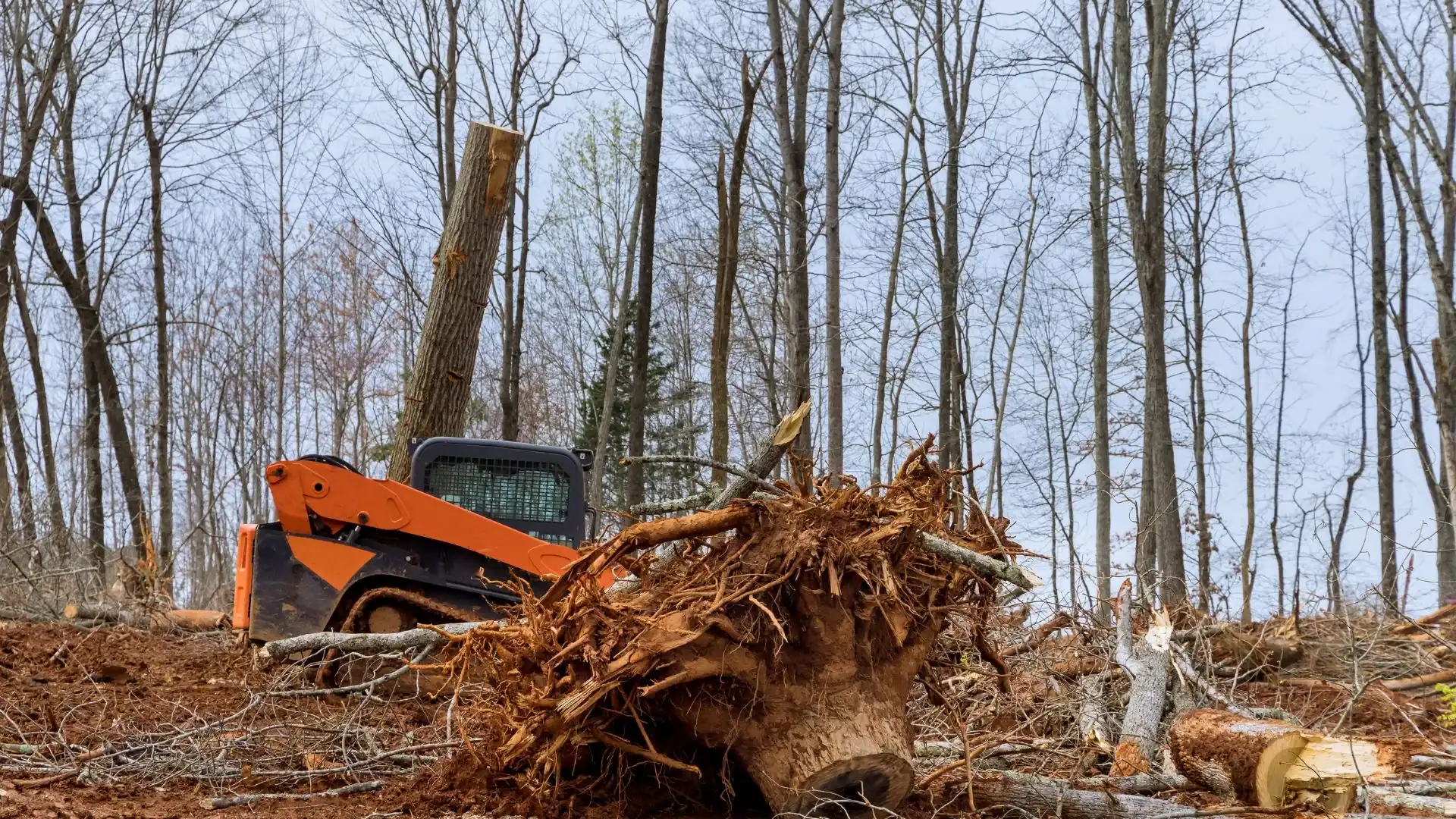 An orange skid steer for tree removal in the Kansas City Metropolitan Area sits by uprooted trees.