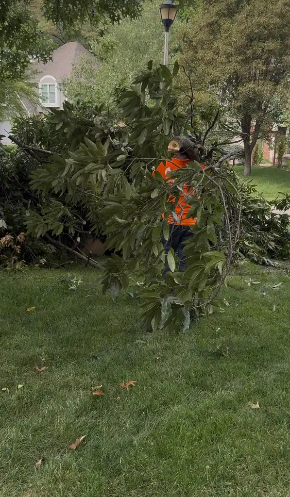 Tree removal project in Kansas City Metropolitan Area, MO
