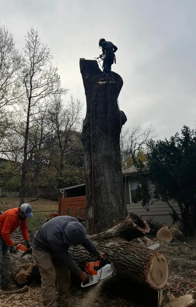 Three people do tree removal in the Kansas City Metropolitan Area; two saw branches, one on the trunk.