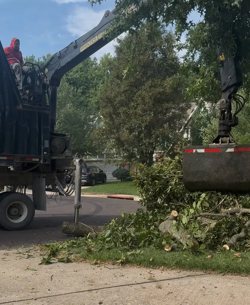 Completed tree service project