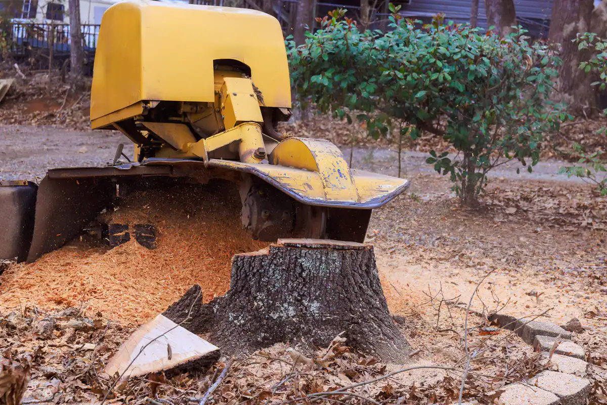 A yellow stump grinder grinds a tree stump as part of a stump grinding service in Kansas City.