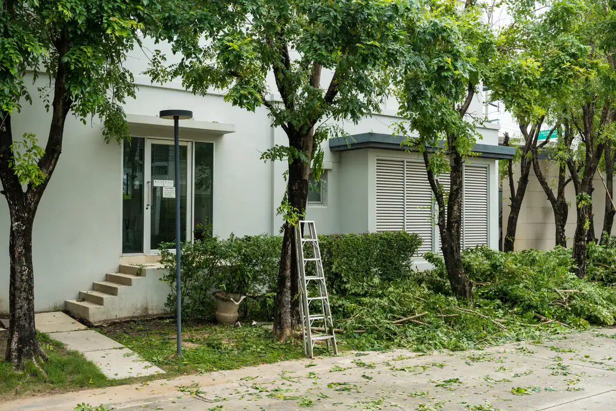 A metal ladder leans against a tree as MO Tree Services Kansas City trims branches for removal.
